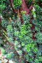 Green leaves of lodgepole pine Royalty Free Stock Photo