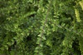 Green leaves of Lonicera nitida Royalty Free Stock Photo