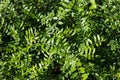 Green leaves of Lonicera pileata. Royalty Free Stock Photo