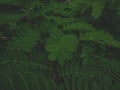 Green leaves that look beautiful and cool Royalty Free Stock Photo