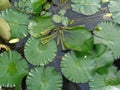 Green leaves of Lotus flower in the pond Royalty Free Stock Photo