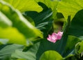 Green leaves and a lotus flower Royalty Free Stock Photo