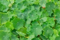 Green leaves Lotus, Nature of background. Top view Royalty Free Stock Photo