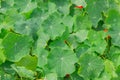 Green leaves Lotus, Nature of background. Top view Royalty Free Stock Photo