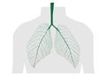 Green leaves of the lung