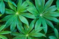 Green leaves of lupine. Beautiful composition of unusual leaves