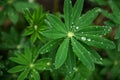 Green leaves of lupine Royalty Free Stock Photo