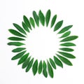 Green leaves of lupine folded in a circle. beautiful minimalist composition. flat lay, copy space