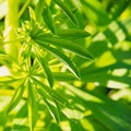 Green leaves of lupine under sun rays. Free space for text Royalty Free Stock Photo