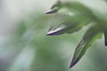 Green leaves macro