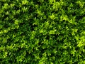 Green leaves for make the background Royalty Free Stock Photo