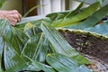 Green Leaves for Making Zongzi Traditional Chinese Food Rice Dumplings for Dragon Boat Festival Royalty Free Stock Photo