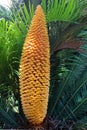 Green leaves and male cone of Cycas revoluta, a species of gymnosperm in the family Cycadaceae. Cycas is a genus of plants