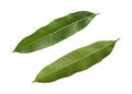 Green leaves of mango isolated on white background