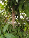 green leaves mango tree Royalty Free Stock Photo