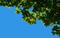 Green leaves of a maple against a blue sky. Royalty Free Stock Photo