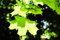 Green maple leaves in the sun Royalty Free Stock Photo