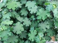 Plume Poppy or Rattlebox Green Leaves Royalty Free Stock Photo