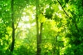 Green leaves on maple tree branches on blurred sunny forest background close up, lush foliage soft focus, beautiful summer day