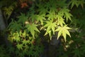 Green leaves of the maple trees Royalty Free Stock Photo