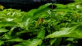 Green leaves from matoa & x28;Pometia pinnata& x29;