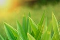 Green leaves in the meadow with sunlight radiate from top left corner in the background. Soft focus Royalty Free Stock Photo