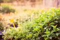 Green leaves of mint plant growing in the garden Royalty Free Stock Photo