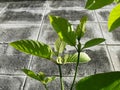 Green leaves of Mitragynine, Mitragyna speciosa, Kratom