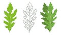 Green leaves of Mizuna lettuce in linear and flat style. Vector illustration of Japanese mustard.