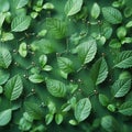 Green leaves, molecular structure, eco-background, botany research Royalty Free Stock Photo