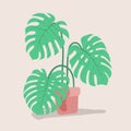 Green leaves of monstera in a brown flower pot. Flat vector succ