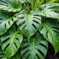 Green leaves of Monstera Deliciosa with water drops. AI generated