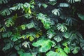 Green leaves of Monstera philodendron, plant growing in botanical garden, tropical forest plants, evergreen vines Royalty Free Stock Photo