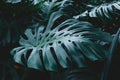 Green leaves of Monstera philodendron, plant growing in botanical garden, tropical forest plants, evergreen vines Royalty Free Stock Photo