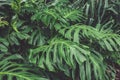 Green leaves of Monstera philodendron, plant growing in botanical garden, tropical forest plants, evergreen vines Royalty Free Stock Photo