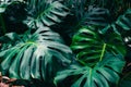 Green leaves of Monstera philodendron, plant growing in botanical garden, tropical forest plants, evergreen vines Royalty Free Stock Photo