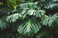 Green leaves of Monstera philodendron, plant growing in botanical garden, tropical forest plants, evergreen vines abstract Royalty Free Stock Photo