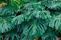 Green leaves of Monstera philodendron, plant growing in botanical garden, tropical forest plants, evergreen vines Royalty Free Stock Photo