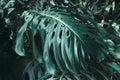 Green leaves of Monstera philodendron, plant growing in botanical garden, tropical forest plants, evergreen vines abstract Royalty Free Stock Photo