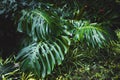 Green leaves of Monstera philodendron, plant growing in botanical garden, tropical forest plants, evergreen vines abstract Royalty Free Stock Photo