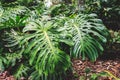 Green leaves of Monstera philodendron, plant growing in botanical garden, tropical forest plants, evergreen vines Royalty Free Stock Photo