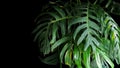 Green leaves of Monstera plant growing in wild, the tropical eve Royalty Free Stock Photo