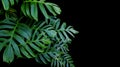 Green leaves of Monstera plant growing in wild, the tropical for Royalty Free Stock Photo