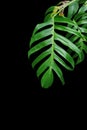 Green leaves of Monstera plant growing in wild, the tropical for Royalty Free Stock Photo