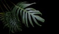 Green leaves of Monstera plant growing in wild, the tropical for Royalty Free Stock Photo