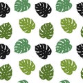 Green leaves of monstera, tropics hand drawing