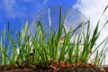 Green leaves of the moray shooted against blue sky Royalty Free Stock Photo