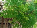 The green leaves of the Moringa tree. Moringa leaves contain many nutrients and anti-oxidants and are even known as a superfood