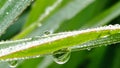 green leaves with morning dew Royalty Free Stock Photo