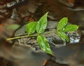 Green leaves on mossy stone below increased water level.